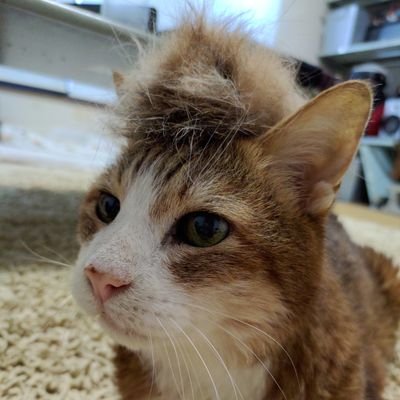 2年半の無猫状態に終わりを告げるべく2024年5月6日、母猫をなくした仔猫の里親になる。
ゴールデンウィークにお迎えした「こがね(黄金)♂」と「めぐる(週)♂」そして老下僕の幸せな日々を恣意るままに。