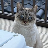 元野良猫のみーたん (@minervastraycat) 's Twitter Profile