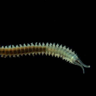 BogantesVik's profile picture. Marine biologist 🌊 and dog lover 🐩
She/her/ella
PhD @AuburnU
Assistant Professor at the University of West Florida @UWF @BiologyUWF 🇺🇲🇨🇷
#LatinasInSTEM