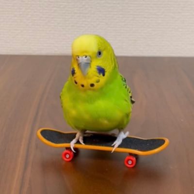 セキセイインコのミント(メス８歳)との日常をマイペースにつぶやきます。鳥好きの方々はもちろん、そうでない方々も是非よろしくお願い致します😌