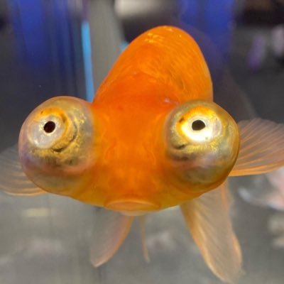 yyyama__ti's profile picture. ルキノ使いです。ルキノS6位🏅/ベイン元C 悪夢元C/ピエロB/泥棒A/曲芸師Cバッチヒュドラ星56個(更新中) /