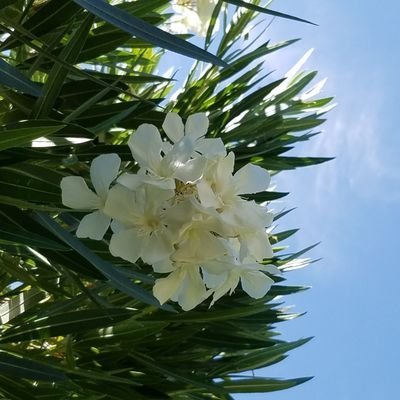 Oleander209 Profile Picture