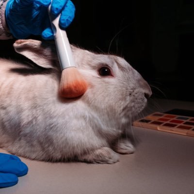 animaltesting30's profile picture. animal testing needs to stop! sign our petition: https://t.co/FBKlnGcADo