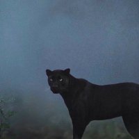 Griffin3838 (@griffin3838) 's Twitter Profile