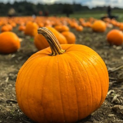 Just a random man with a pumpkin for a head