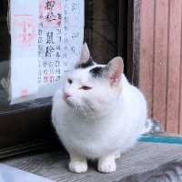 竜胆の花(@thistlebluemoon) 's Twitter Profile Photo