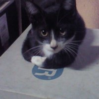 だるま屋 (@i3h6vbi5frl2igz) Twitter profile photo