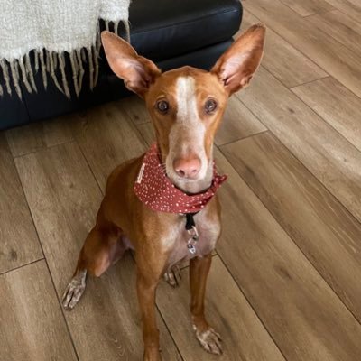 Hello everyone, this is Sol & Marlo 🤡🥰💕 my beautiful, sweet, funny podenco babies.