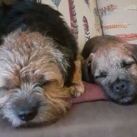 The Dude, Walter and Lisa 🐶🐶(@LisaGoo07645616) 's Twitter Profile Photo