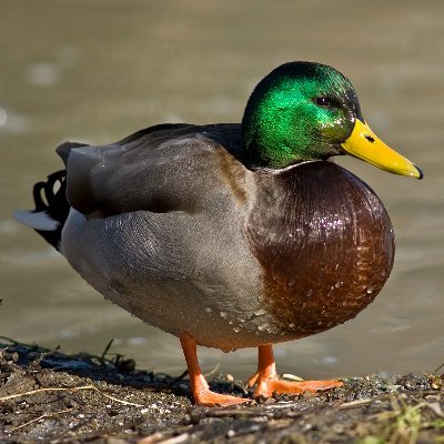 nbkhope's profile picture. Learn Nextjs & Express👉https://t.co/57K9jVfsZU
Aprenda React Native📱https://t.co/GdEf5bK85X
🇺🇸https://t.co/jBifdAXqeL🇧🇷https://t.co/09SO57GK3X
