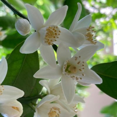 aonoa_0612's profile picture. 