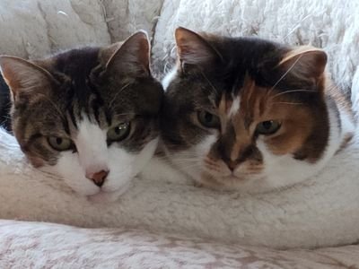 Xu420yVGpK37827's profile picture. 将来東南アジアに住みたい🇹🇭🇻🇳🇰🇭。居酒屋大好き。バイク、キャンプ、サウナ、ゴルフ好きです。
少しの休みでも旅行行き視察してます～