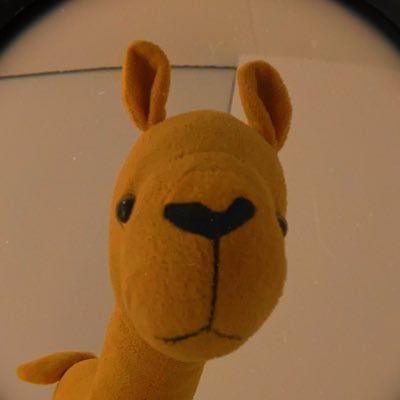 kahinkinahi's profile picture. learning & (barely) surviving | neuro🌈 | lapsed “teardrop specialist” does sjw shitposting