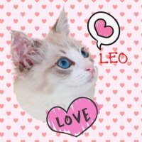 星月ネコ🦁🎁 (@hoshitsuki_neko) Twitter profile photo