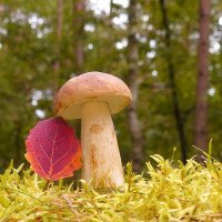 Funghi / Boletus (@edulisbabo) 's Twitter Profile