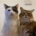 おにぎり山と栗まんじゅう【猫】〜Onigiri and Kuri cats〜 (@onigiri_kuri) Twitter profile photo