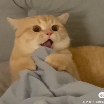 inupipi9's profile picture. 