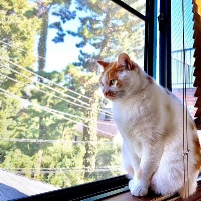 ※猫ちゃんツイート、飼い主さん見つかりました ※ webデザイン・LP作成をお勉強中。 ⚫︎Adobe クリエイティブカレッジ第1期生 (Premiere Pro)2023.3.22〜6.24 ⚫︎第2期生(Illustrator )2023.6.28開始