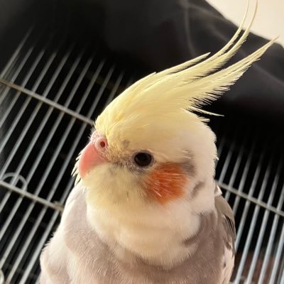 @tada_no_shufu から移行したメインアカウントです。オカメインコ(♀)のぴーちゃん、文鳥の一期(桜)と文(シナモン)を愛でています♡セキセイのあおちゃんは🌈へ。サックスを大昔やっていました。一人娘の子育てに奮闘する鳥好きのただの主婦です。日々の苛々や鬱憤も呟くので不快な方は閲覧注意です。