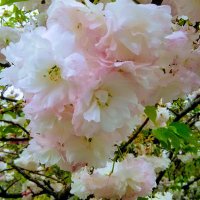 桜🌸りりー (@agxkgwm8vs2) 's Twitter Profile Photo 桜🌸りりー (@agxkgwm8vs2) 's Twitter Profile Photo