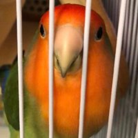 しゃむらい🌈 (@inosakanaga) 's Twitter Profile