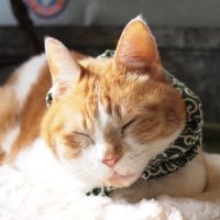 猫雑貨と和カフェ・王冠印雑貨店 (@zakkaya_oukan) 's Twitter Profile Photo 猫雑貨と和カフェ・王冠印雑貨店 (@zakkaya_oukan) 's Twitter Profile Photo