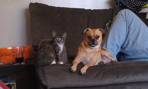 I am a tiny puggle with tons of personality!!
