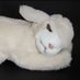 lamb (@spookycatsoup) Twitter profile photo lamb (@spookycatsoup) Twitter profile photo