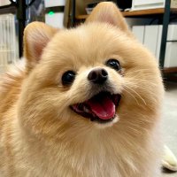 ちっちょ (@ciccio_pom) 's Twitter Profile