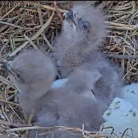 Dulles Greenway Eagle Cam (@eaglesgreenway) 's Twitter Profile Photo