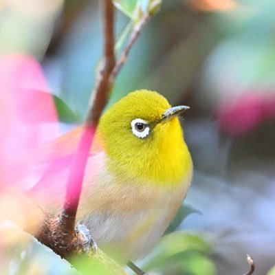 ライブフォトグラファーを夢見る趣味カメラマンです。車とか野鳥とかポートレートとか撮ります。1枚の写真にストーリーを持たせたいと日々勉強中です。画像の二次利用はモデルさん、関係者様以外はご遠慮下さい。RTは大歓迎です😊#恋本ゆな #白川ゆな #NikonZ9 #NikonD6 #NikonD7500