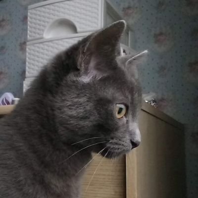 Yaban_ellerde's profile picture. 📌..Helallik isteme benden, hakkım Hakka havaledir, gör nasıl alırlar senden...📌