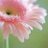chil_21chil