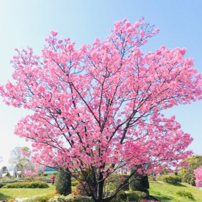 FantaaaaaGrape's profile picture. ソフトバンクホークス応援してます