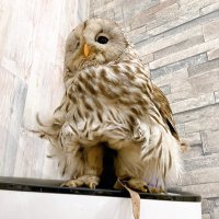 5カイザー🦉 (@_5kizer_) 's Twitter Profile