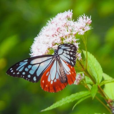 はじめまして(*´˘`*)🌼心のときめきを信じて🌼写真が好き🌼日本の四季🌼花🌼動物🌼栃木を中心に活動中🌼相棒はOLYMPUS OM-D🌼DM(˙꒳​˙乂)🌼個人垢@fluff_fluffy_tk🌼#SHElikes 2023年1月～