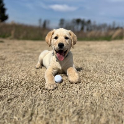 My name is Birdie! I am an 12 week old golden retreiver / yellow lab mix. I am a golf girl and go to work every day at the golf course with my rad dad!