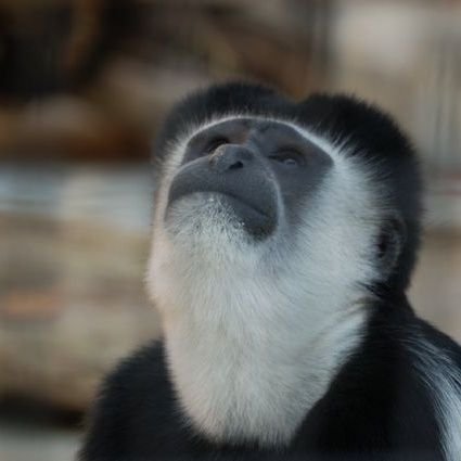 b_rex54_0_57's profile picture. まらしぃさんと大石昌良さんと空自の戦闘機とミュージカルが好きです。趣味の情報収集のためのアカウントですが、ときどきつぶやくこともあります。