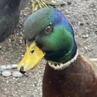鸭鸭鸭✨(@m6UQJV98UoZheDN) 's Twitter Profile Photo