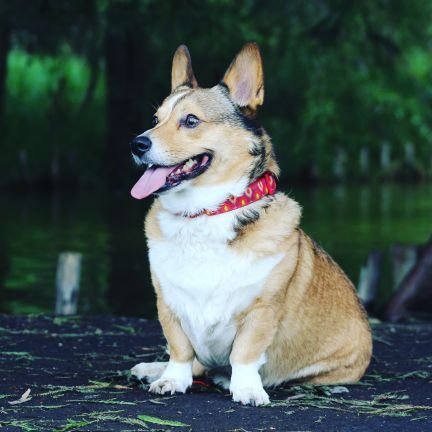 wellcome to @corgi_loverss_

we share daily #corgi content. 

Follow us if you really love corgis.