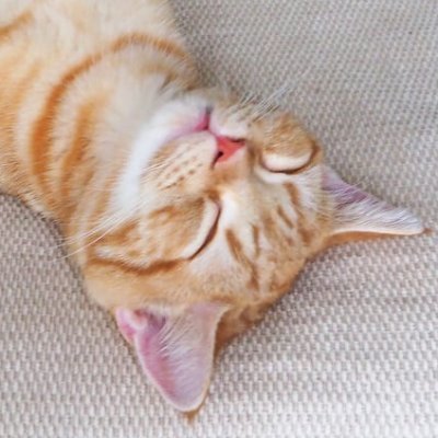 hamba_dao's profile picture. henlo