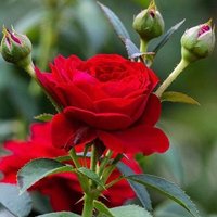 Shaikh monirul Haque moni (@shaikhmonirulh2) 's Twitter Profile