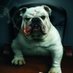 🐶BGD🇺🇸 (@bgd574) Twitter profile photo 🐶BGD🇺🇸 (@bgd574) Twitter profile photo