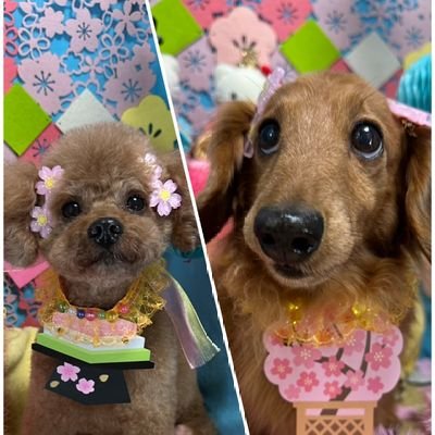 MaSsU61's profile picture. 🐶カニンヘンダックスフンド12歳🐶 🐶トイプードル12歳🐶 back number、UNISON SQUARE GARDEN、XIIX