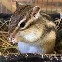 アキチャン🐿゛ (@aki_chan_chan_) 's Twitter Profile Photo アキチャン🐿゛ (@aki_chan_chan_) 's Twitter Profile Photo