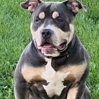 Boxing & Autos (@boxingnautos) 's Twitter Profile Photo Boxing & Autos (@boxingnautos) 's Twitter Profile Photo