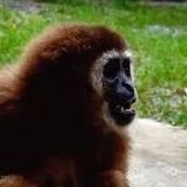 Gibbon Zero Fux since before it was cool. Noticer.