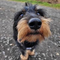 Loki Rauhheart (@blackal52577316) Twitter profile photo