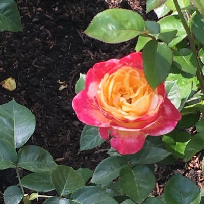 Hey_man5's profile picture. 💙🇺🇸KEEP the U.S.A “free”…MY REPLIES ARE OFF…because I’M not GONNA ARGUE WITH MAGA LOGIC & GASLIGHTING, #NeverTrump #NeverDeSantis #NeverRFKJr #NeverQAnon