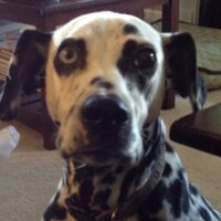 spotdog36(@spotdog36) 's Twitter Profile Photo